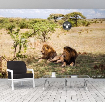 Picture of Male lions resting in savannah at africa